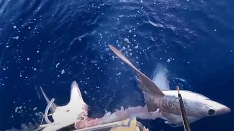 Fishermen catch monster eaten shark video: Deep sea fishing news | news.com.au — Australia’s ...