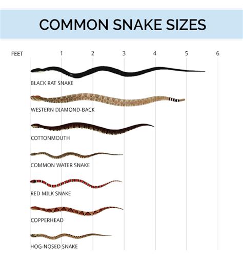 Snake Identification, Anatomy, & Life Cycle | Types of Snakes