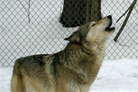 Maine Wolf Sanctuary Needs Our Help