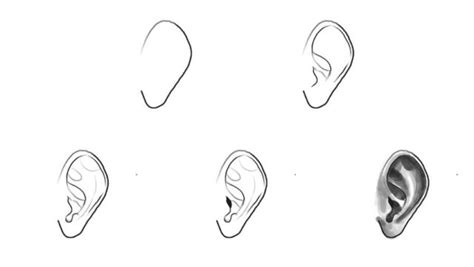 How to Draw an Ear (7 Easy Steps)