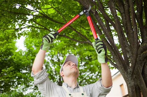 7 Must-Have Tree Trimming Tools