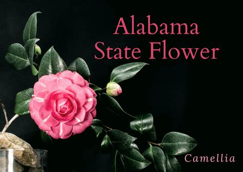 The Alabama State Flower: Camellia | SnapBlooms