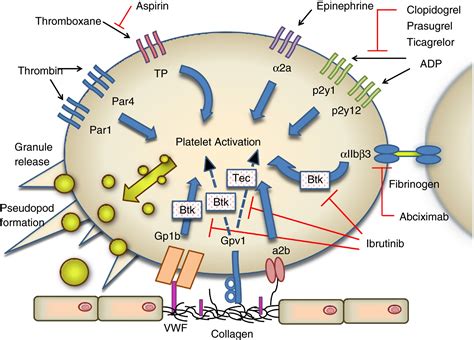 Ibrutinib Structure