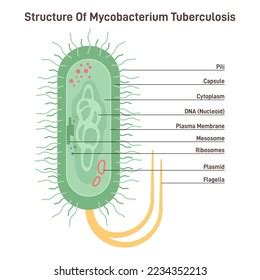 Mycobacterium Tuberculosis Bacteria Structure