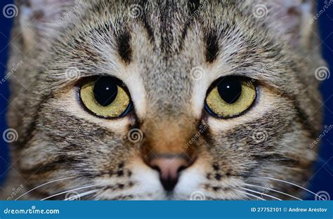 Muzzle Of A Cat Stock Image - Image: 27752101