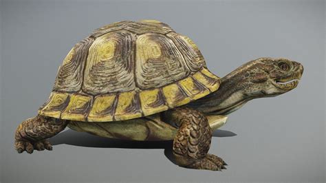 Tortoise Animated Walk-cycle - Buy Royalty Free 3D model by aaokiji [6726b05] - Sketchfab Store