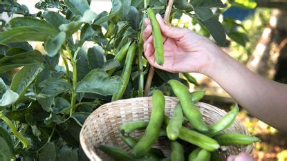 How to harvest fava beans: tips for picking the best crop | Homes & Gardens