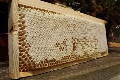 How to read the frames | Beekeeping | Bees | Guide | Omlet US in 2020 ...