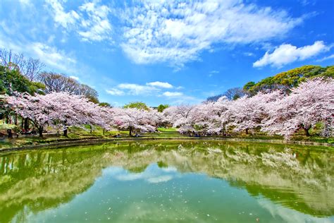 2018 Japan Osaka Cherry Blossom Forecast And Best Viewing Spots! | Triplisher Stories