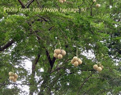 Transient Lives: Wood Apples and Avocados