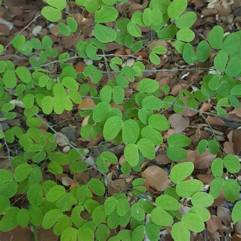 Bauhinia tomentosa, Yellow Bauhinia in GardenTags plant encyclopedia