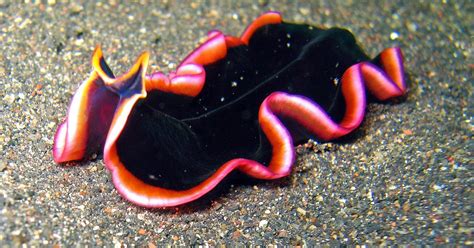 Platyhelminthes Phylum Platyhelminthes Flatworms