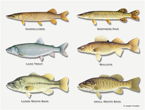 the different types of fish are shown in this illustration, and each ...