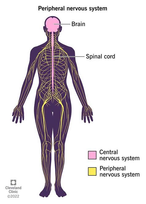 Biopsychology Chapter 3: Anatomy of the Nervous System Diagram | Quizlet