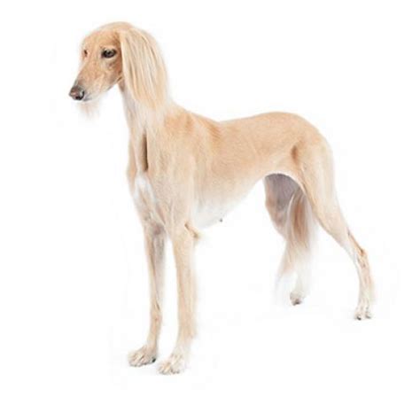 Saluki Dog Breed Information | Purina