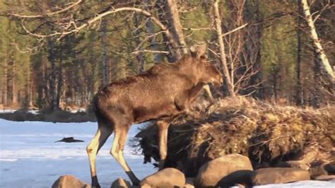 Sweden Moose Migration - YouTube