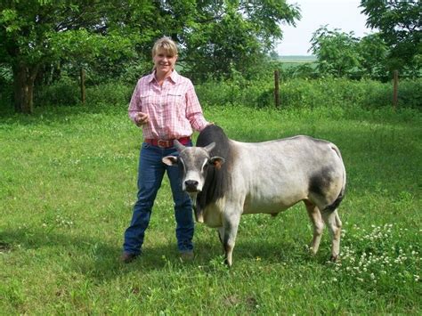 Miniature Zebu | Miniature cow breeds, Miniature cows, Zebu cattle