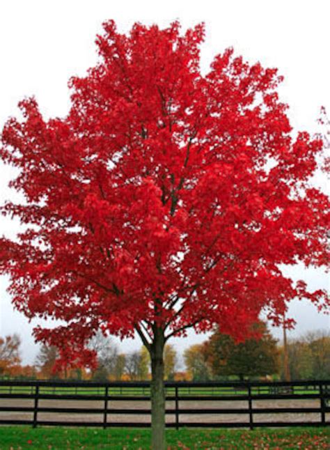 FOUR Nice Red Maple Trees Fall Color Live Trees | Etsy