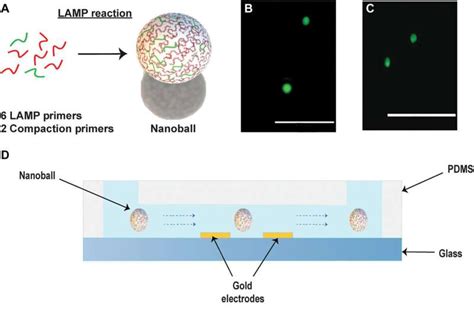 New method combines DNA nanoballs and electronics to enable simple ...