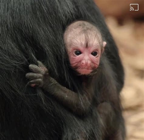 This baby spider monkey 😬 : r/oddlyterrifying