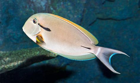 Acanthurus nigricauda L - AQUAROOM aquarium webshop