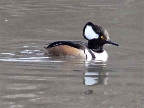 Bufflehead duck | Interesting animals, Bird drawings, Beautiful birds