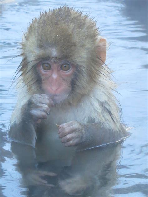 baby snow monkey Jigokudani Park, Yudanaka, Japan 12/25/12. pic by C. Fraser | Baby in snow ...