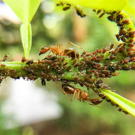 Citrus Aphids - Fruit Salad Trees