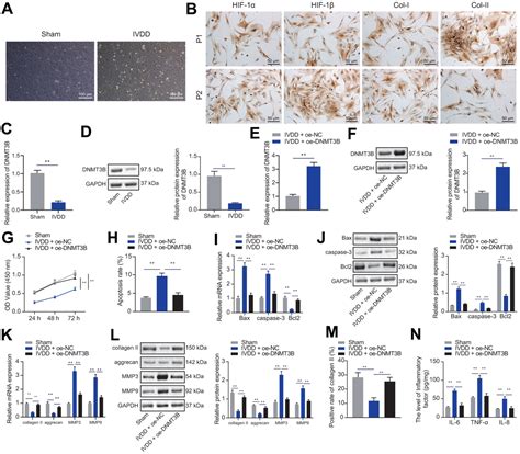 DNMT3B decreases extracellular matrix degradation and alleviates ...