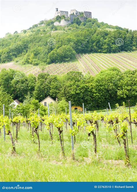 Ruins of Falkenstein Castle Stock Photo - Image of viticulture, history: 22763510