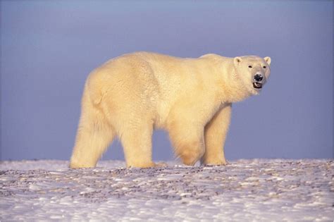 Polar Bears’ Diet Is 25% Plastic, Russian Scientists Say - The Moscow Times