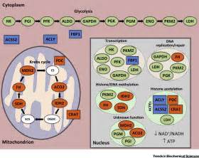 Metabolic Enzymes Moonlighting in the Nucleus: Metabolic Regulation of Gene Transcription ...