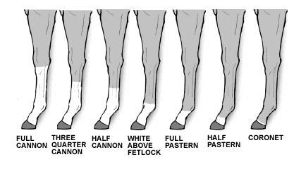 Horse leg markings :) | Horses, Horse coloring, Horse health