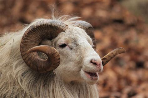 Male sheep stock photo. Image of horns, horn, detail - 22084016