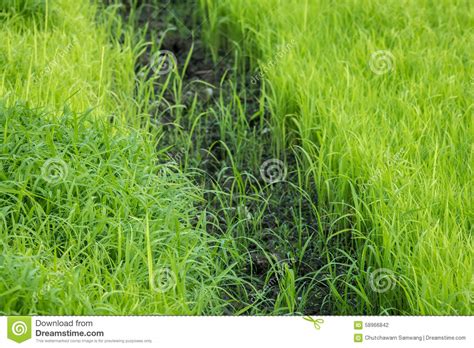 Rice seedlings stock photo. Image of east, fertile, farmland - 58966842