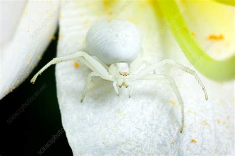 Flower crab spider, Misumena vatia - Stock Image - C037/8341 - Science Photo Library