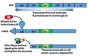 Virus Fago Lambda : Virus _ El ciclo lítico es una de las dos formas que tienen algunos virus ...