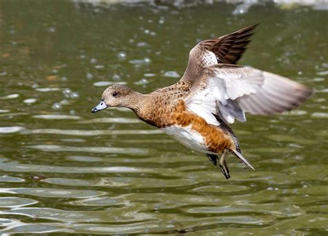 Female American Wigeon Photograph by George Davidson