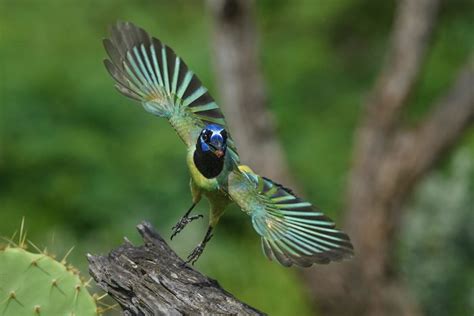 Meet the Gorgeous Green Jay, a Tropical Wonder - Birds and Blooms