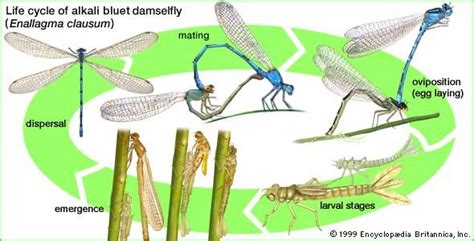 Damselfly | Types, Characteristics & Behavior | Britannica