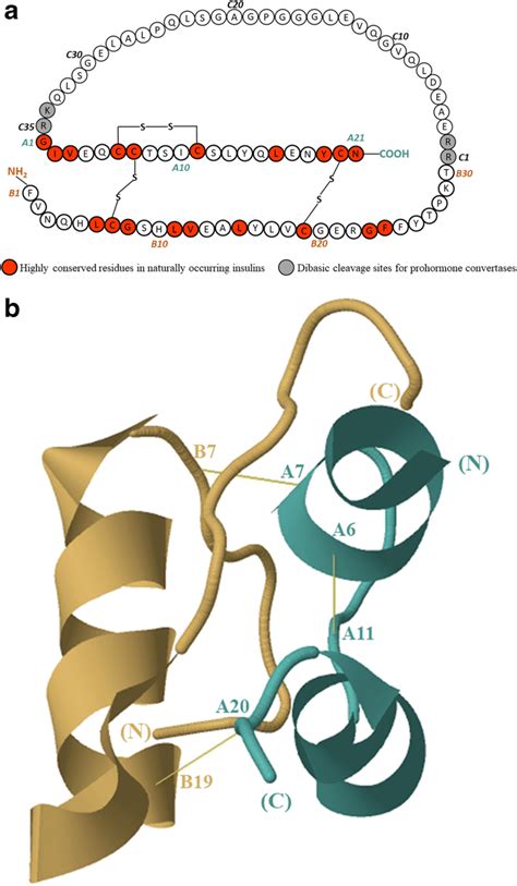 Primary structure of human proinsulin (a) and 3D structure of human ...