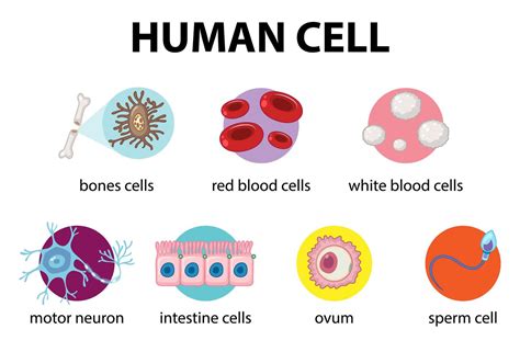 Human Bone Cells Diagram