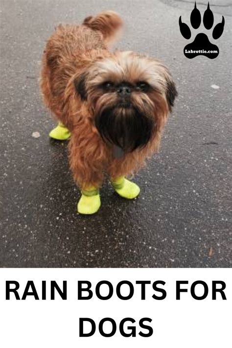 Rain Boots for Dogs: The Ultimate Rainy Day Accessory | Labrottie