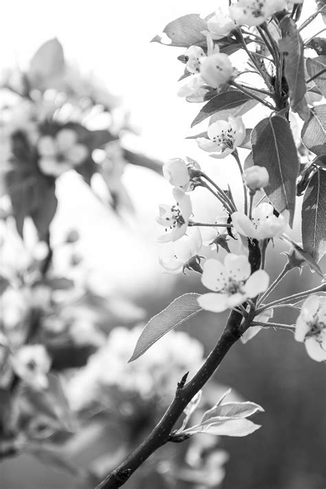 Home Apple Tree Care & Spray Guide for Beginners - Tuttle Orchards