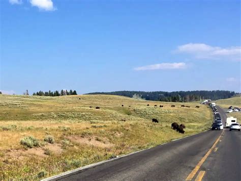 A Surprise Bison Encounter in Yellowstone National Park