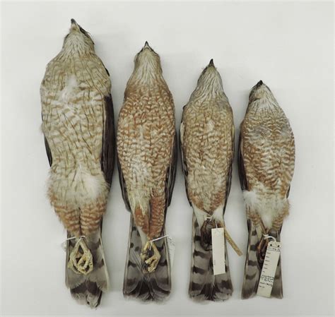 Cooper's Hawk vs. Sharp-shinned Hawk | For the Love of Natural History | Sharp shinned hawk ...