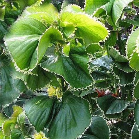 Tanaman Acalypha adalah tanaman dengan genus yangberanggotakan lebih dari 400 spesies.