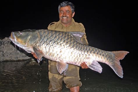 Saving the iconic hump-backed mahseer from extinction | Bournemouth University