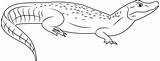 Broad Snouted Caiman Coloring Page For Kids  Free Alligators Printable sketch template