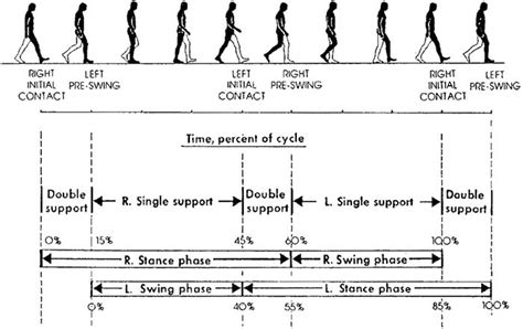 The normal gait cycle (reprinted with permission from Human Walking by ...